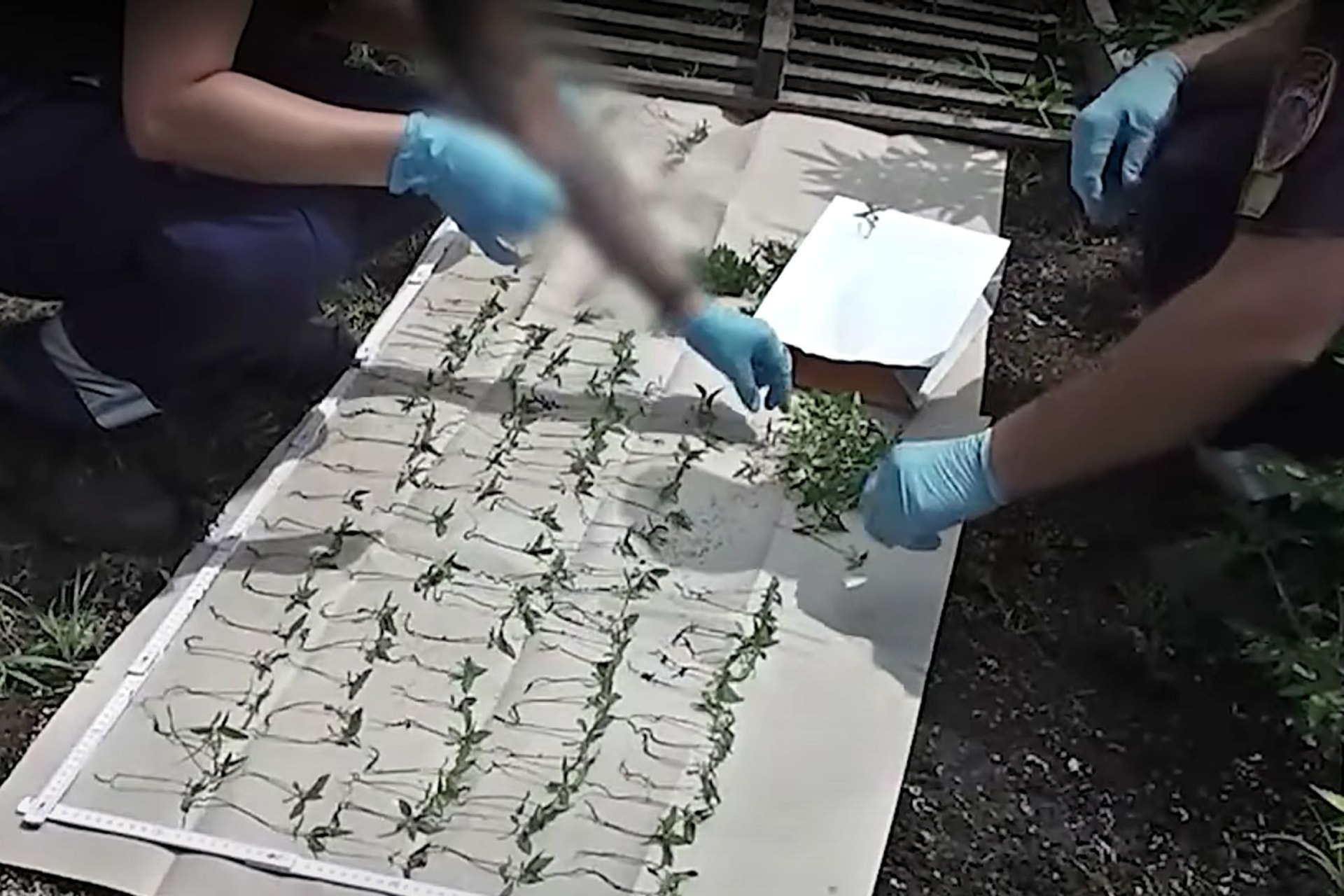Struccfarmmal álcázták a kannabiszt