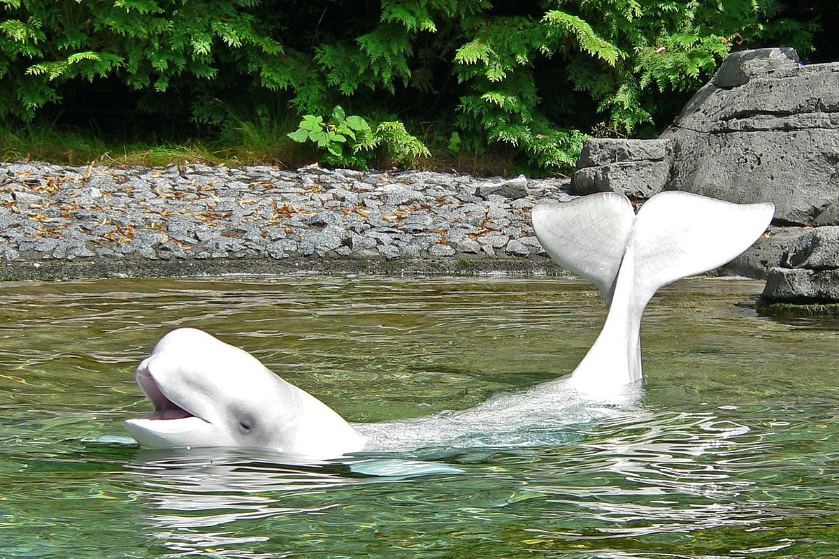 Kiemelik a Szajnába tévedt, koplaló fehér delfint
