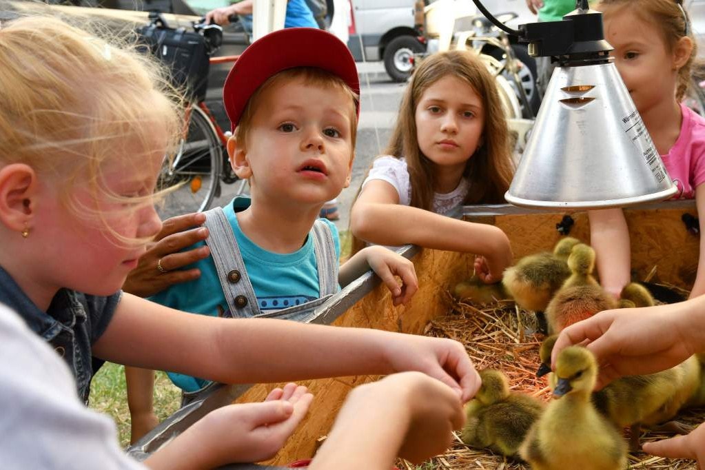 Libafesztivál: Terítéken a lúdágazat jövője