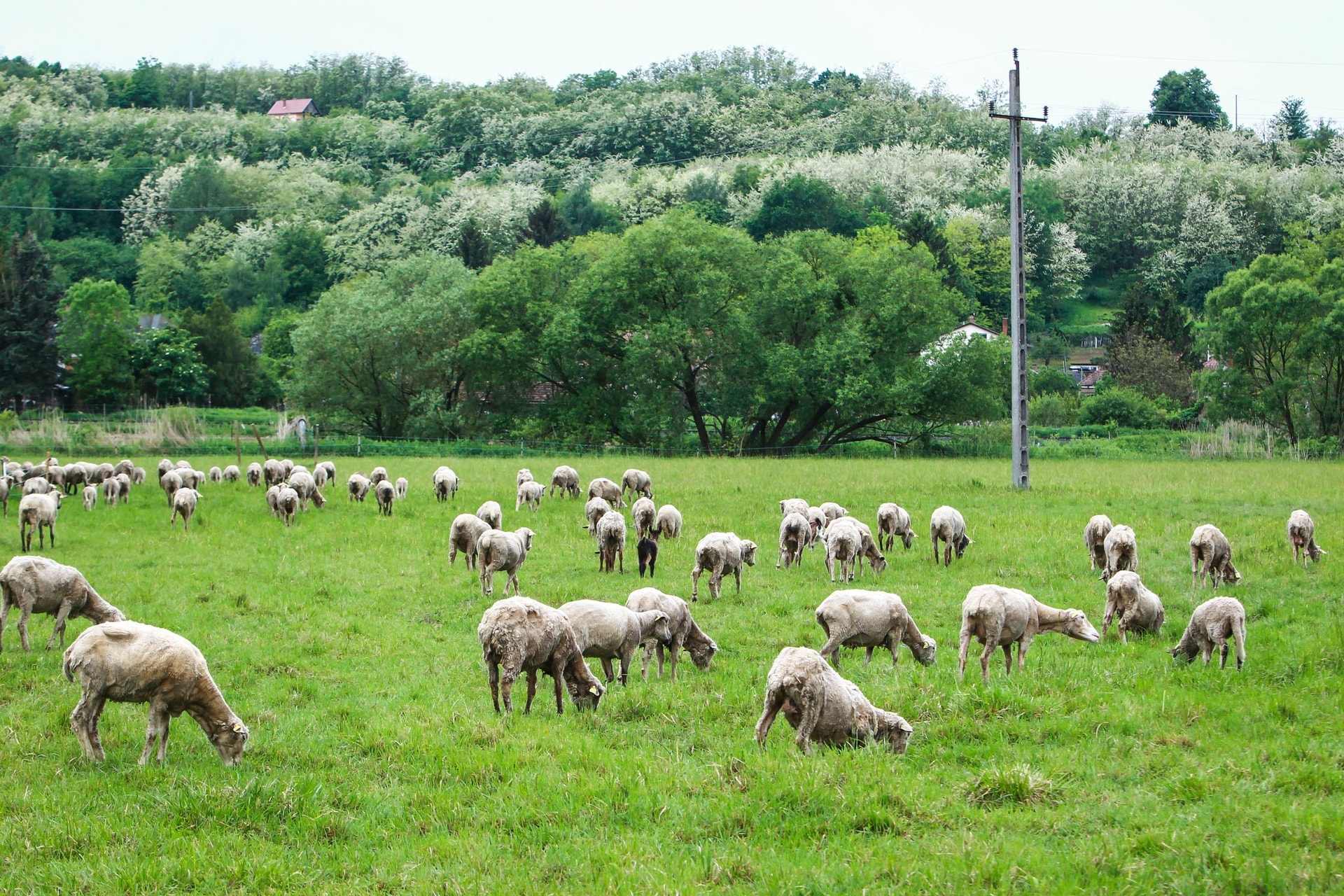 Az állatjólét népszerűsítését támogatja az Európai Unió