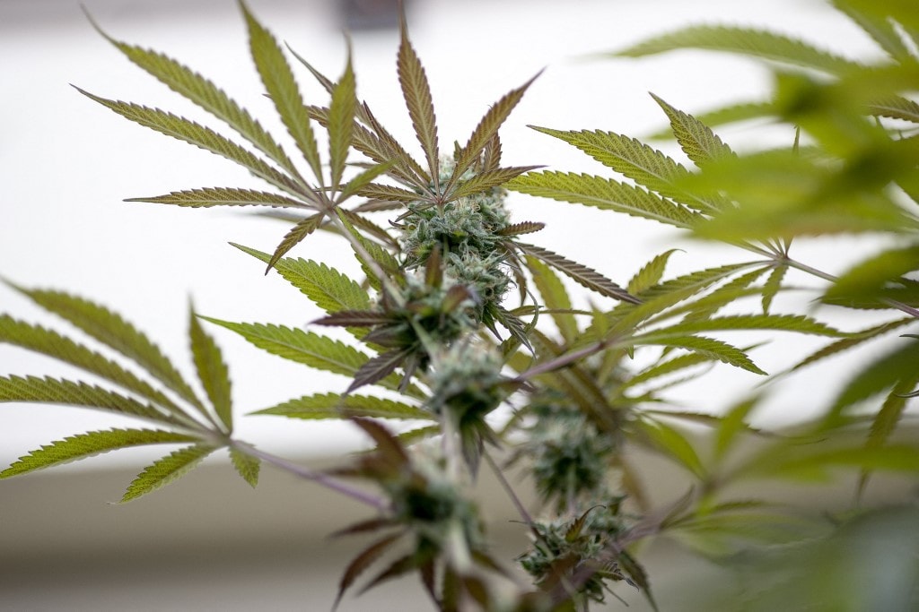 Az ukrán parlament legalizálta a marihuánafogyasztást