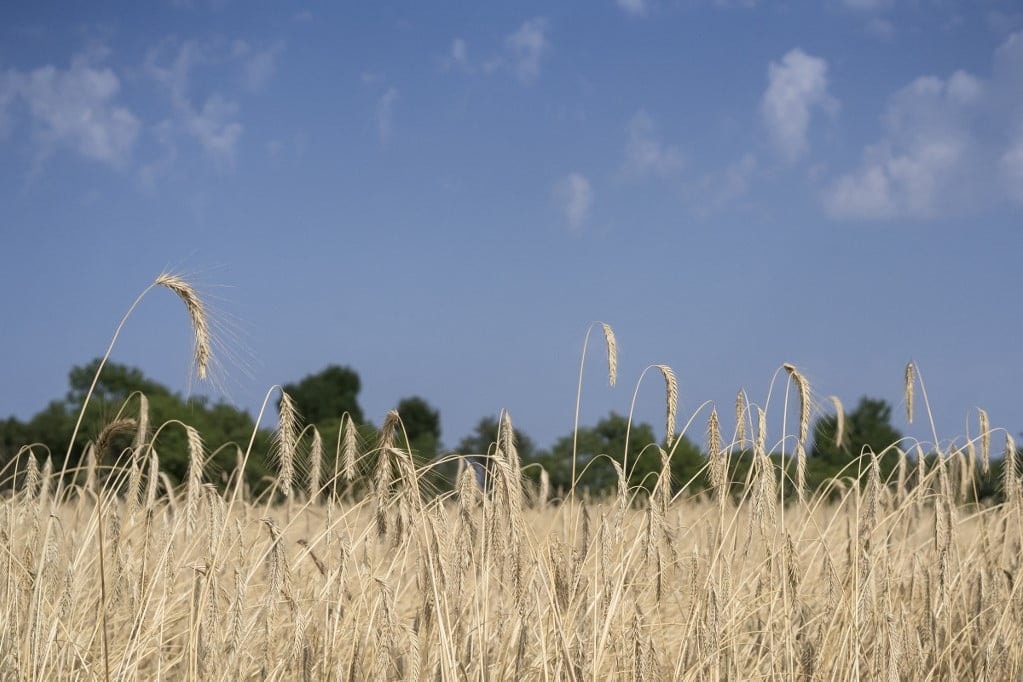 Tiltakoznak a V4-országok agrárkamarái az ukrán gabona vámmentes behozatala ellen