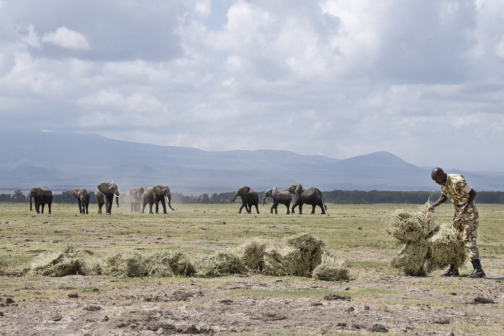 Nagyvadak ezrei pusztultak el Kenyában a tartós aszály miatt