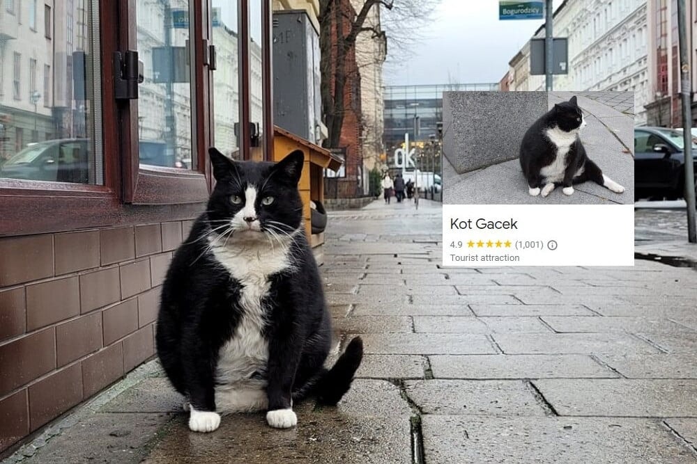 Egy pufók cica lett a lengyel város legtöbbet látogatott nevezetessége + VIDEÓ