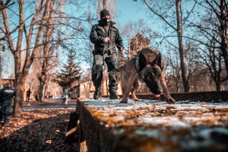 Áron, a szolgálati eb kerítette kézre a tolvajt + VIDEÓ