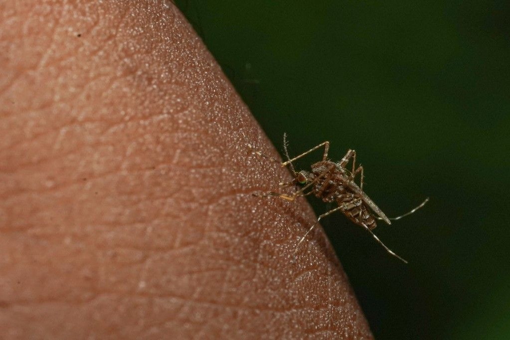 Így tarthatjuk távol a szúnyogokat a nyári melegben