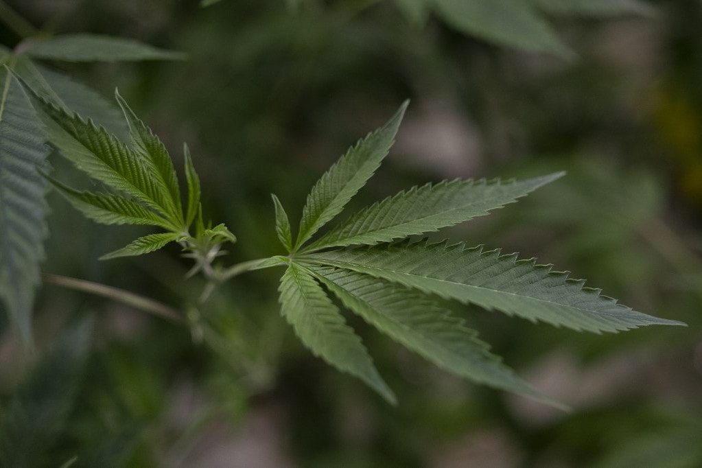Újra illegális lesz a marihuána
