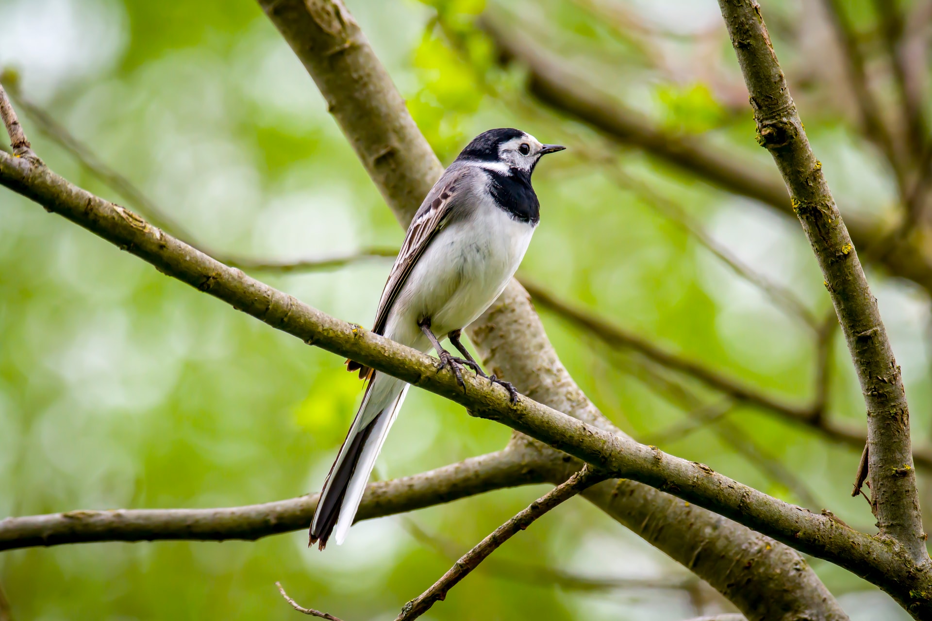 Az Év Madárbarát települése cím elnyerésére hirdet pályázatot az MME