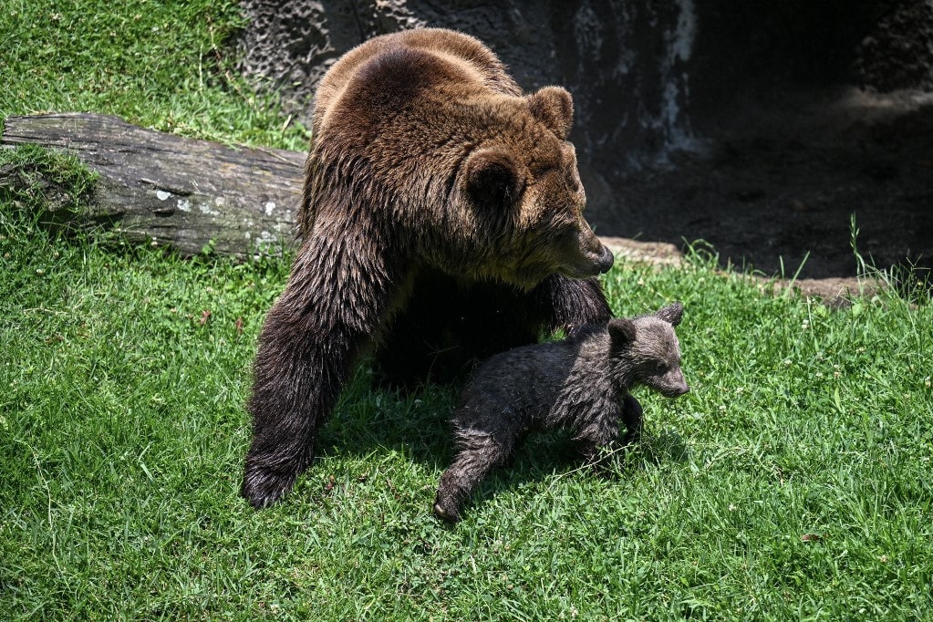 Medvét láttak az Aggteleki Nemzeti Park területén