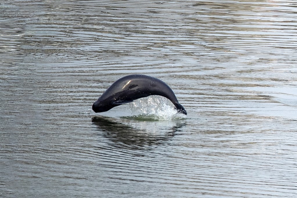 Delfinek vérengzését rögzítette egy túravezető Walesben + VIDEÓ