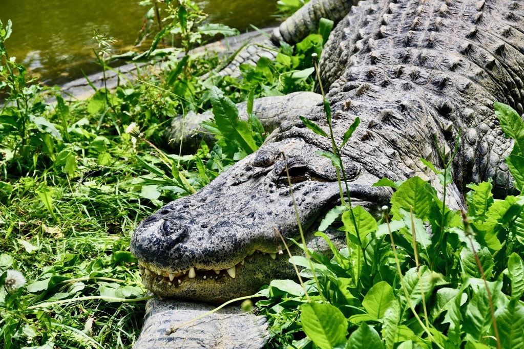 Először mutatták ki a szűznemzést krokodilnál