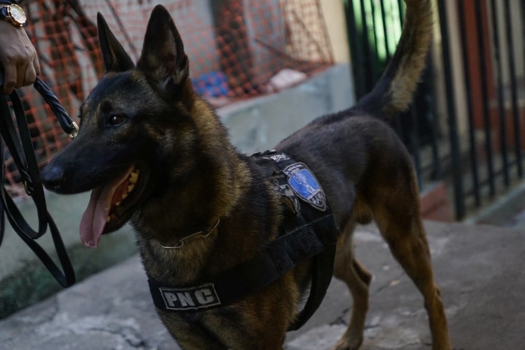 Már a második rendőrkutya pusztult el egy felforrósodott autóban