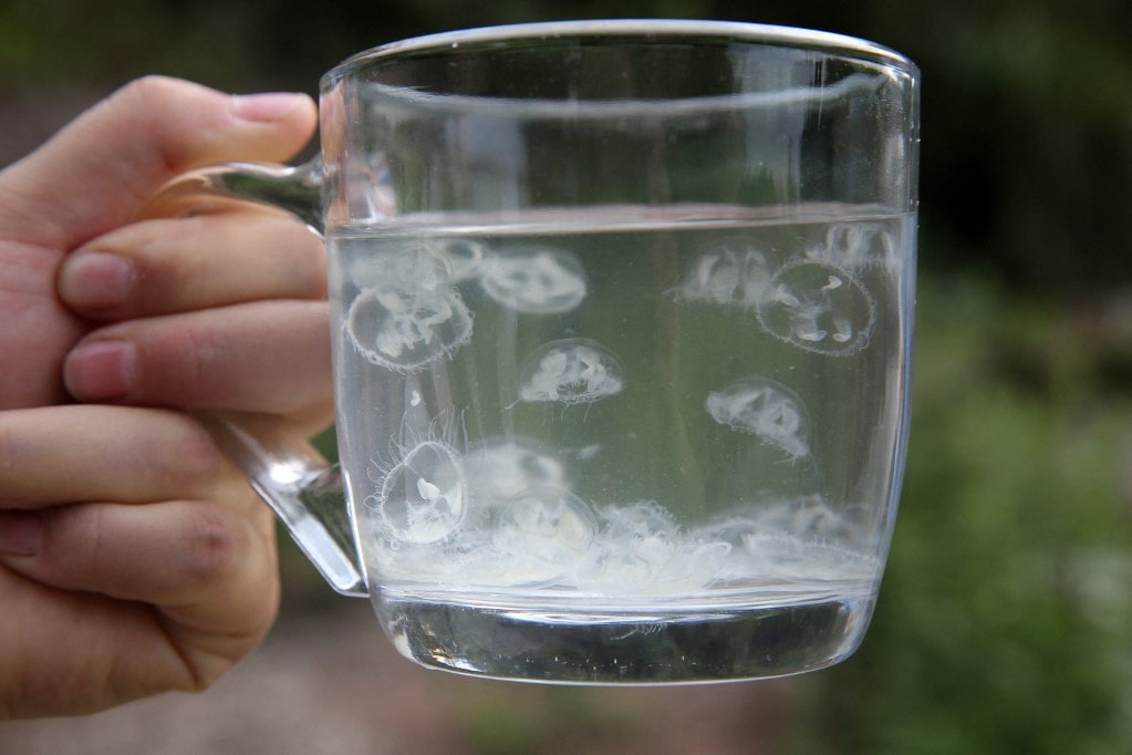 Medúzát találtak a Duna holtágában