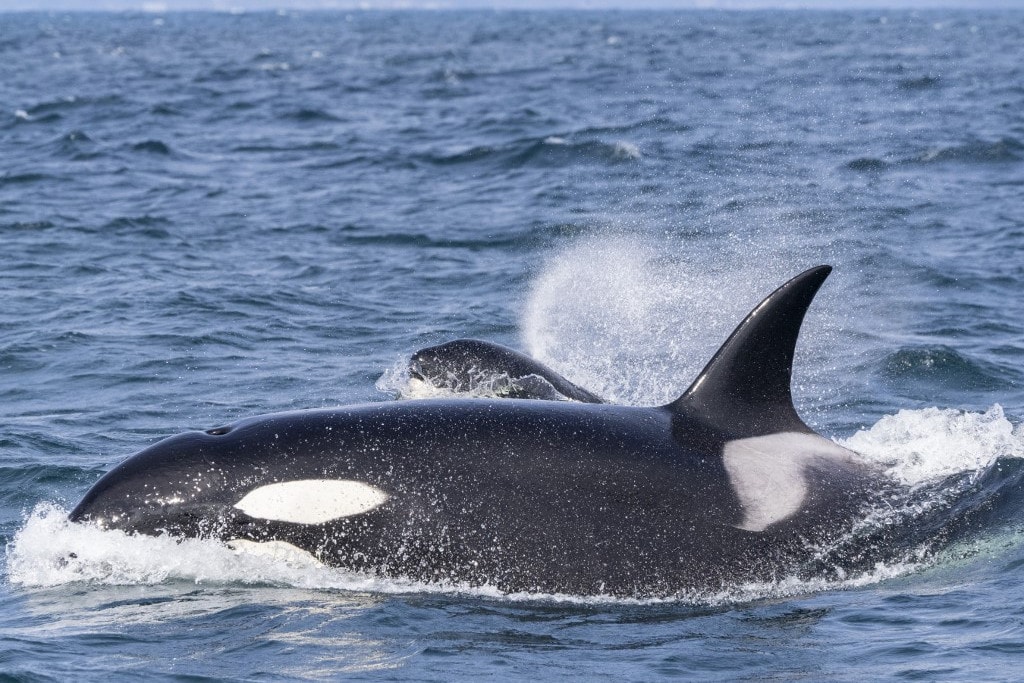 Az idős kardszárnyú delfin anyák a fiaikat védik