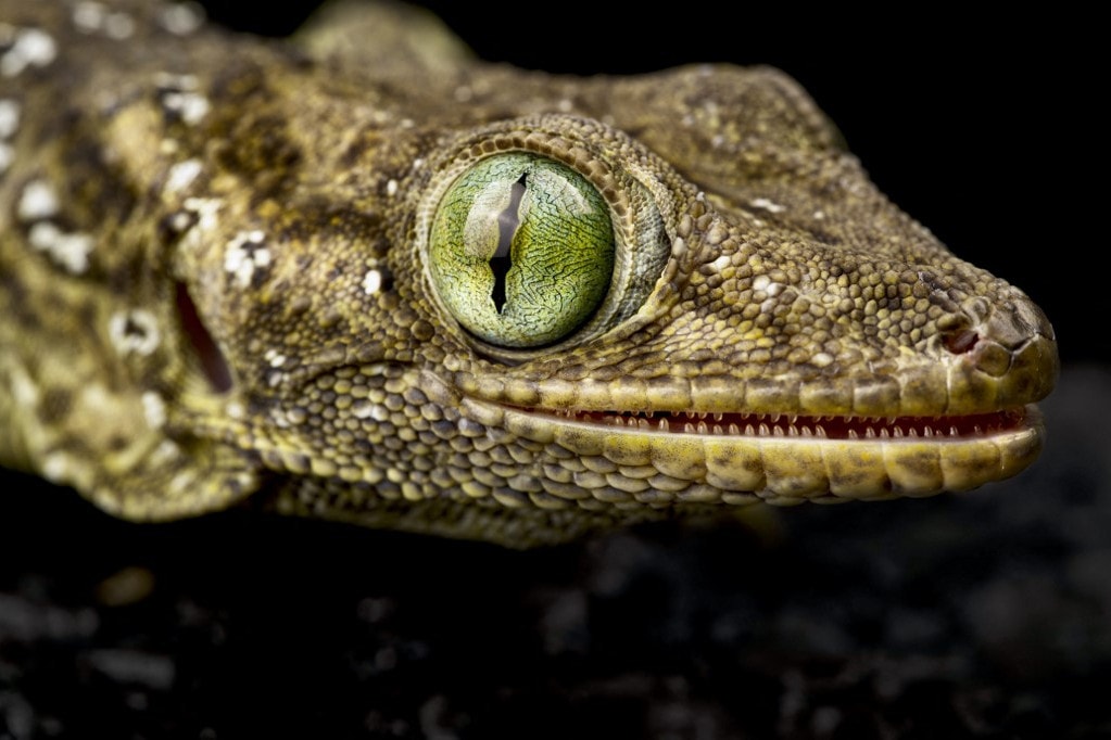 Madagaszkáron felfedezett új gekkófajt azonosítottak német tudósok