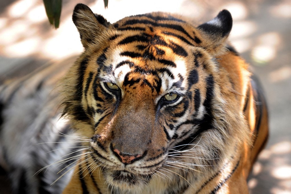 Új párt kapott a Nyíregyházi Állatpark szumátrai tigris hímje