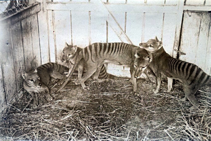 A tasmán tigris az első kihalt állat, amelynek RNS-ét kivonták