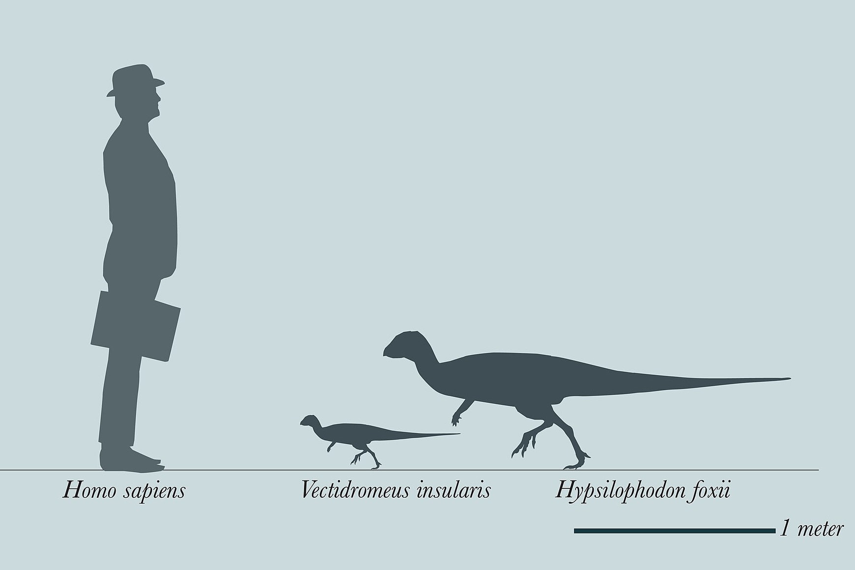 Új, csirkeméretű dinoszauruszt fedeztek fel