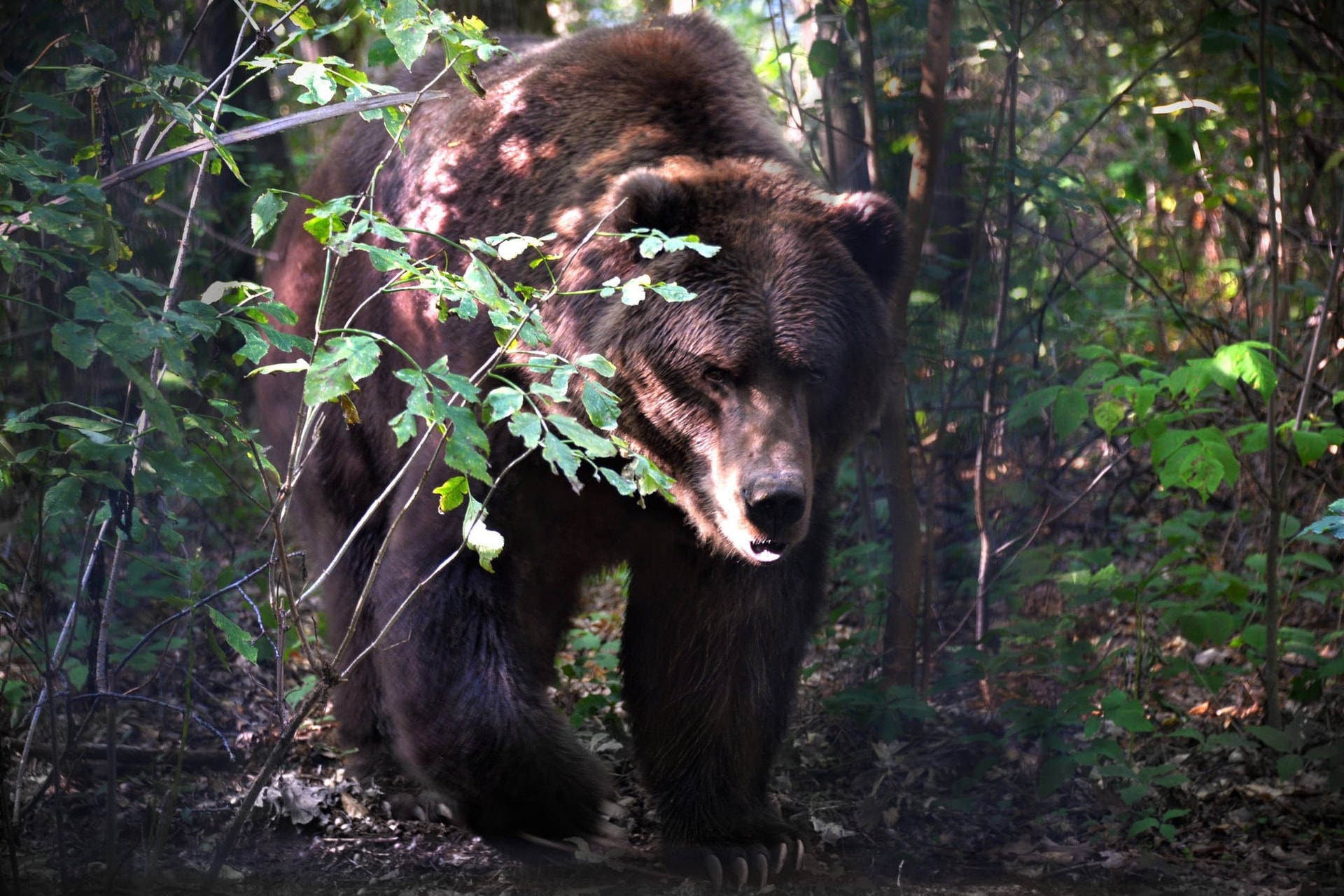 Barna- és kodiak-medvék érkeztek a Nyíregyházi Állatparkba