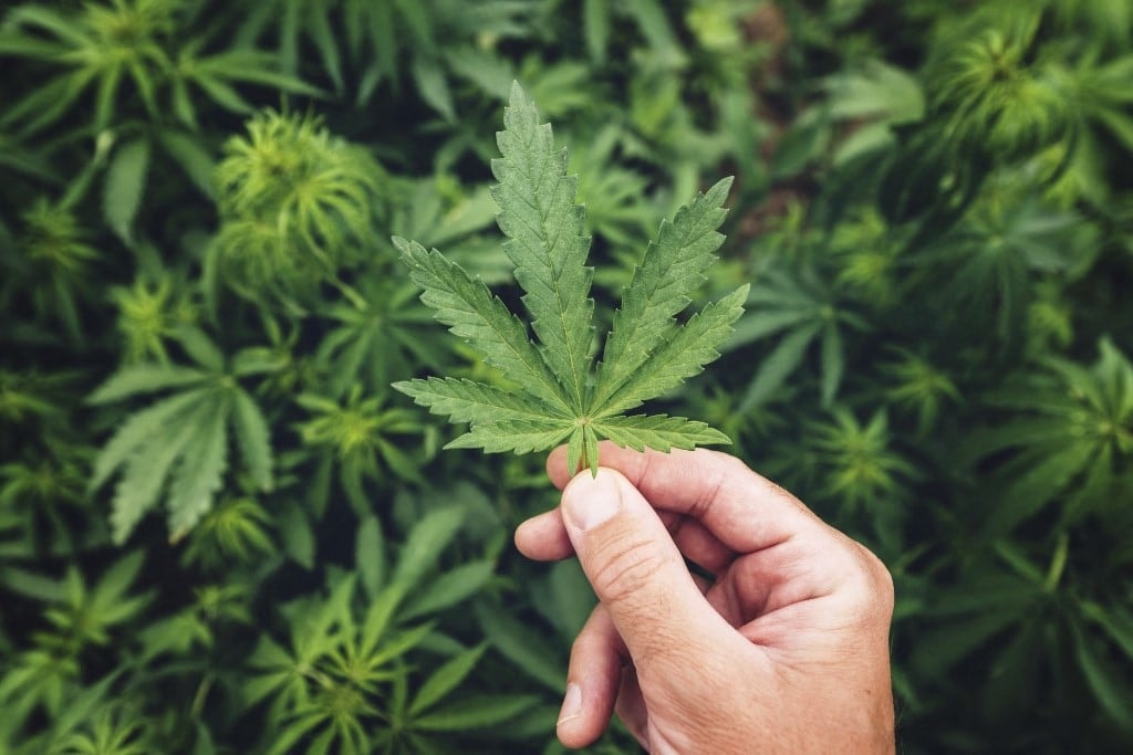 Legalizálta a kannabiszt Németország