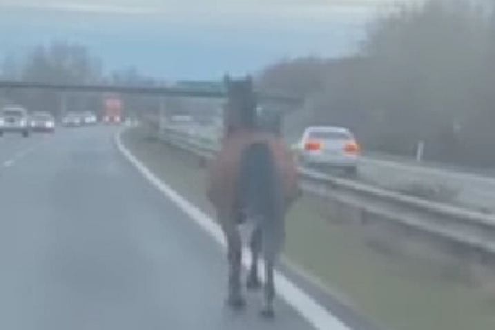 Példátlan dolog történt Szlovákiában: a forgalommal szemben ügetett egy ló az autópályán + VIDEÓ
