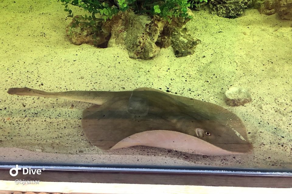 Cápa termékenyíthetett meg egy ráját