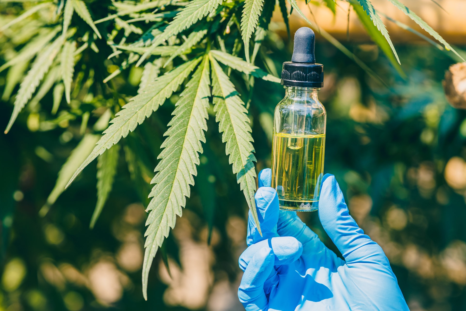 Kannabiszból készülhet a jövő rákgyógyszere?