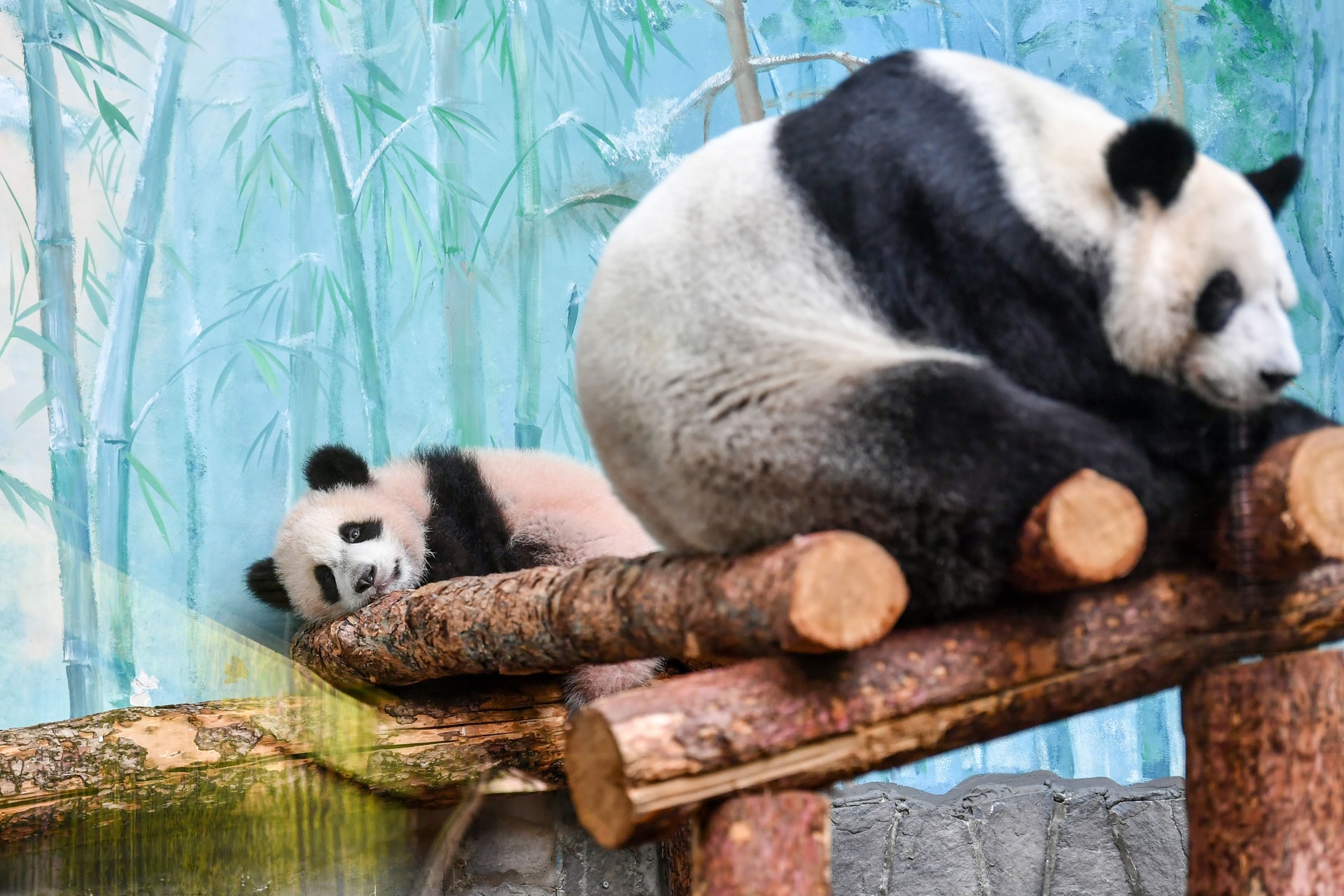 Pandanapok a debreceni állatkertben