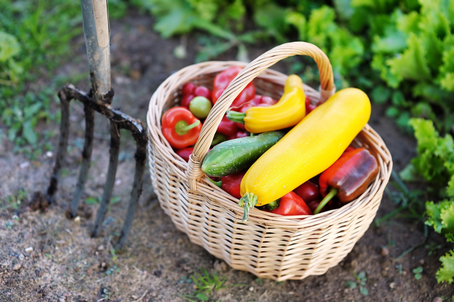 Mennyi vitamin van a zöldségekben?
