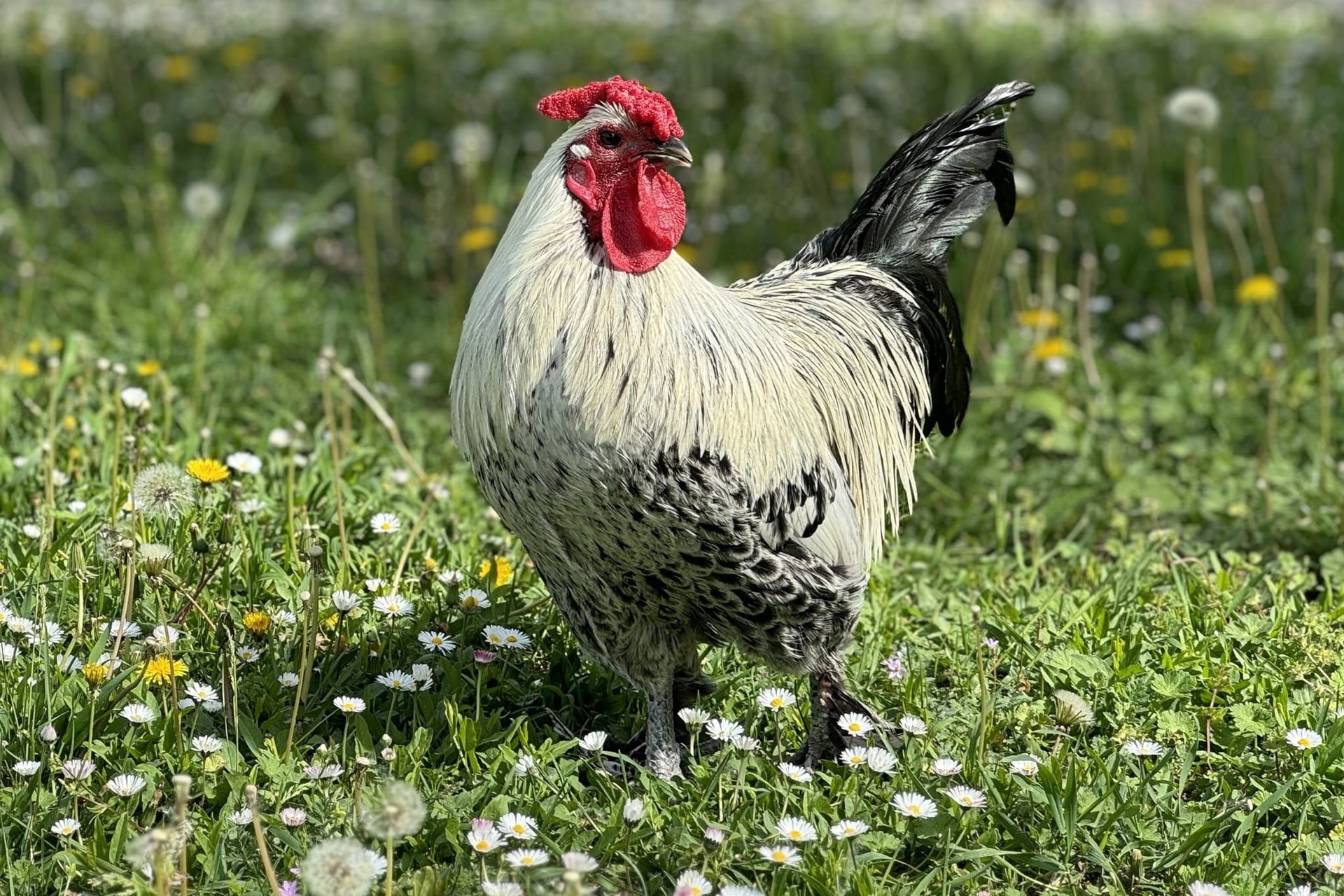 Életveszélyesen megrugdosták Sanyit