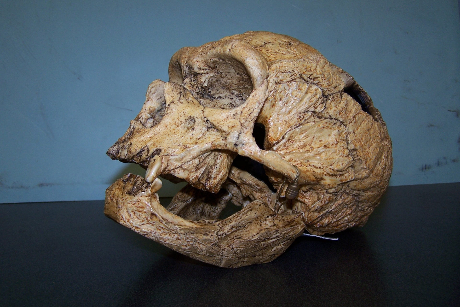 Neandervölgyi genetikához kapcsolódhat az autizmus