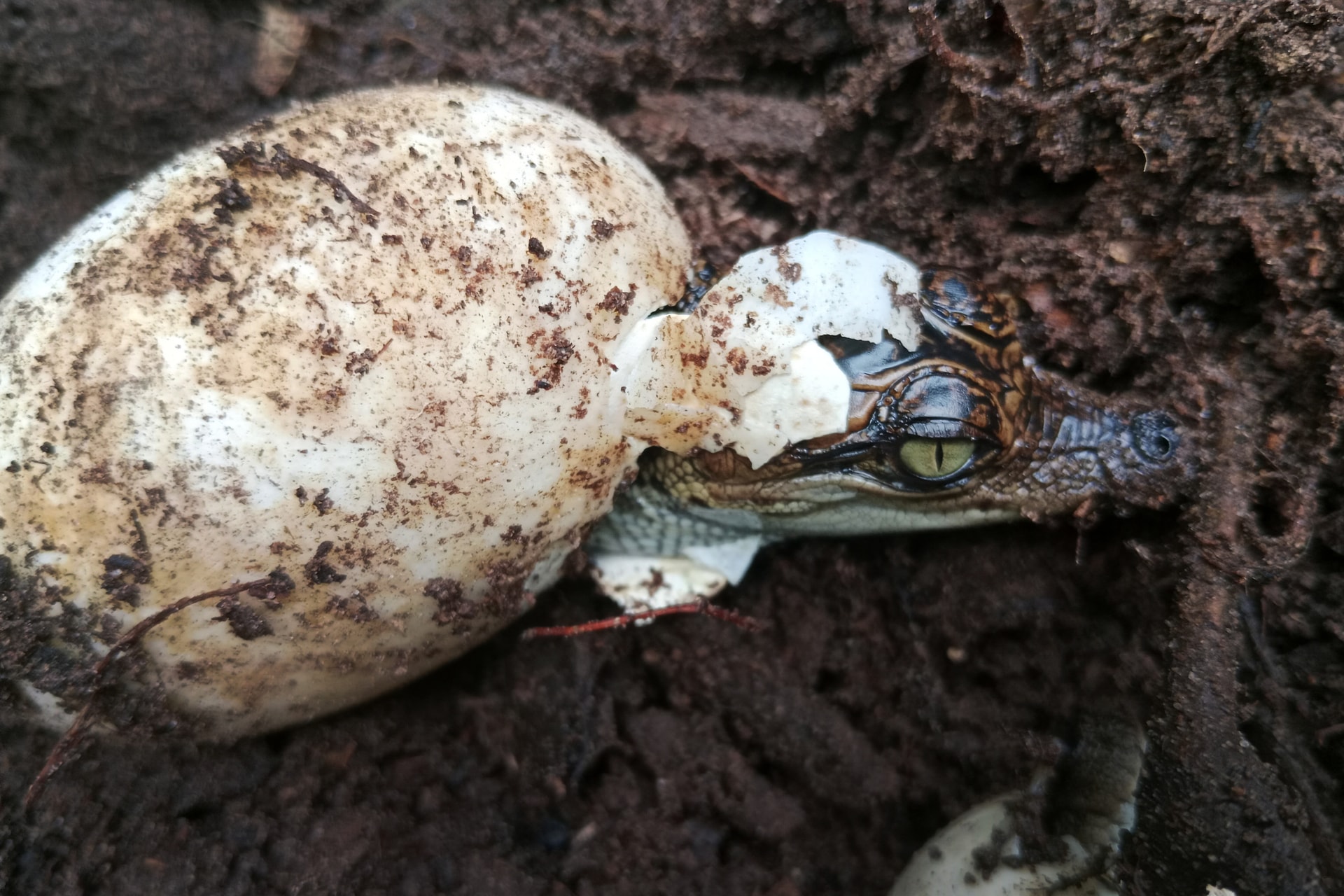 Ritka, sziámi krokodiltojást fedeztek fel Kambodzsában