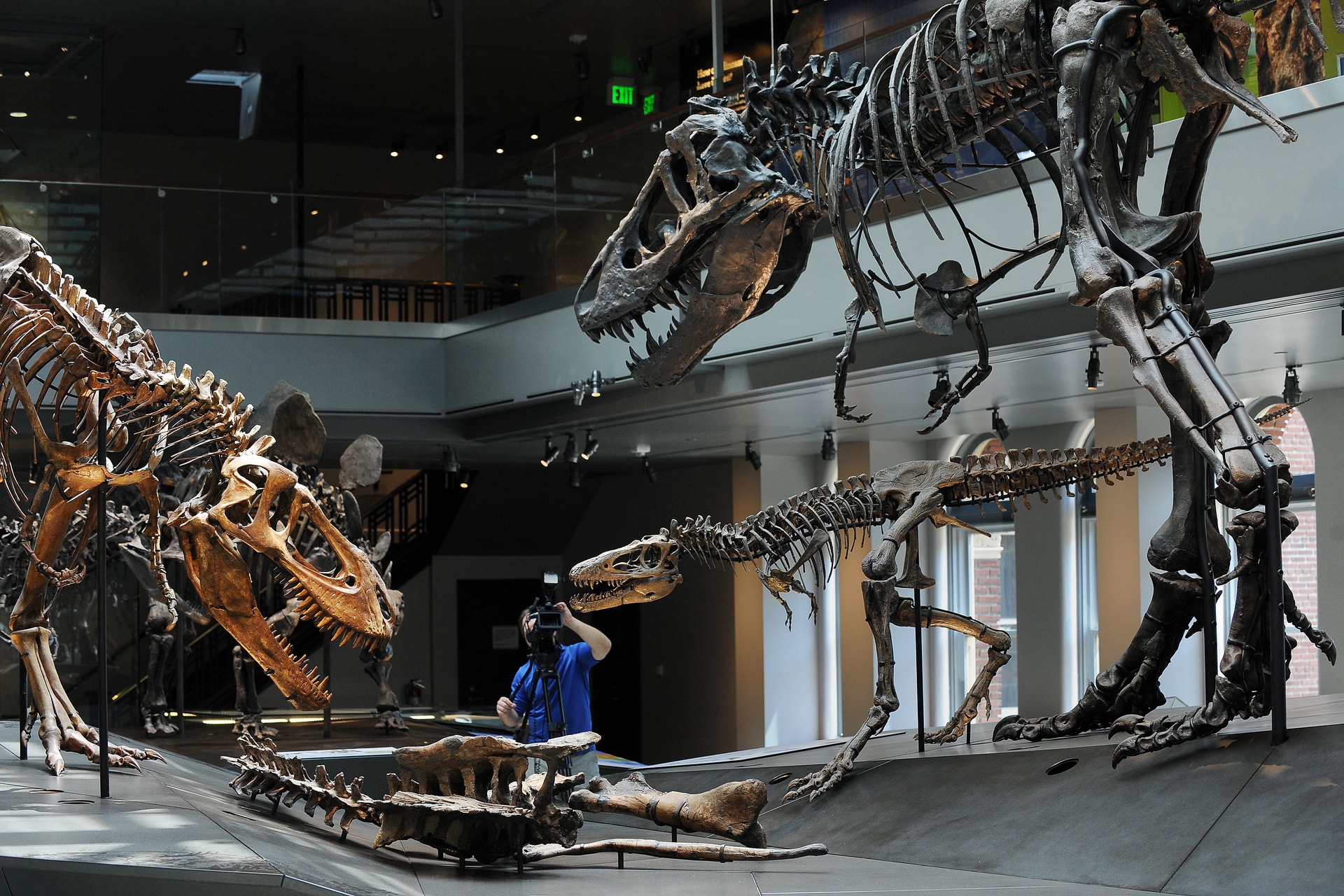 Los Angelesben állítják ki a világ egytelen zöld csontú dinoszauruszának maradványait