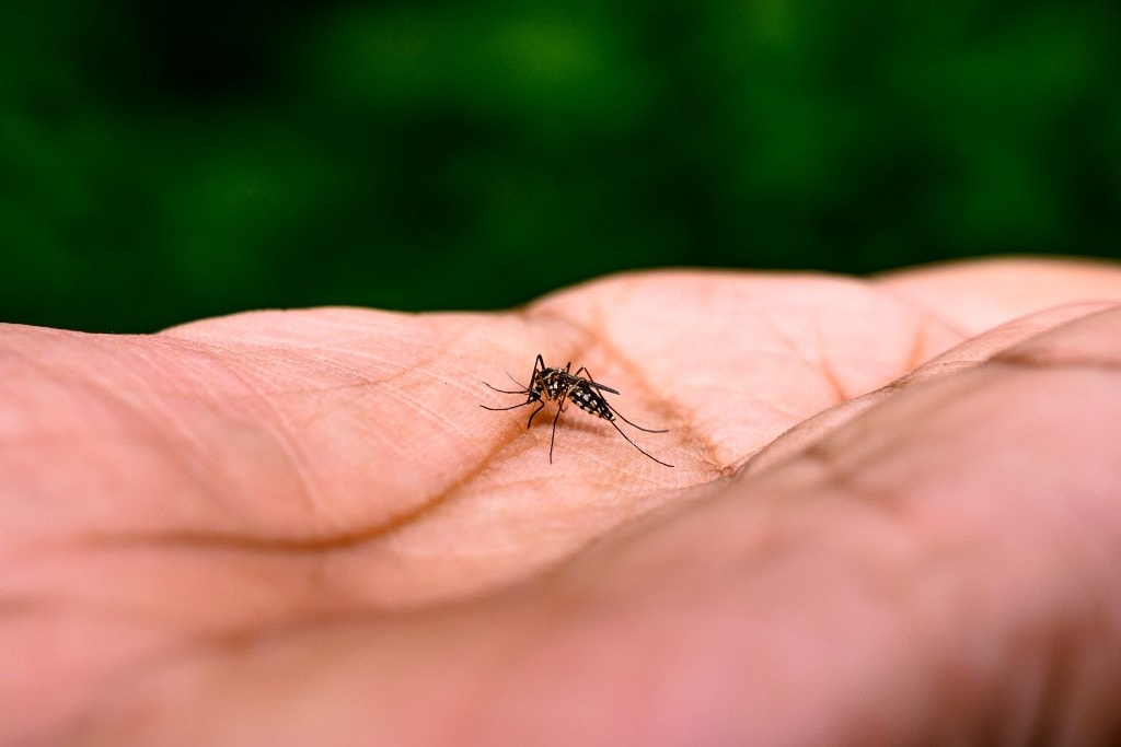 Rekordot döntött Európában a szúnyogok által terjesztett betegségek száma