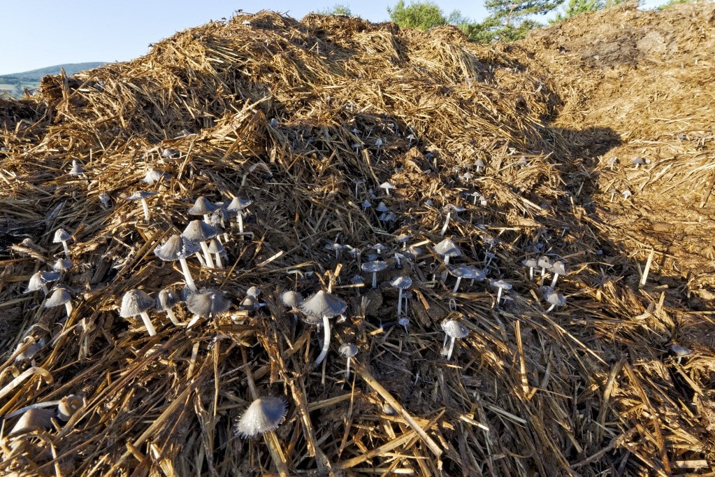 Trágyaszag terjeng Gyergyószentmiklóson