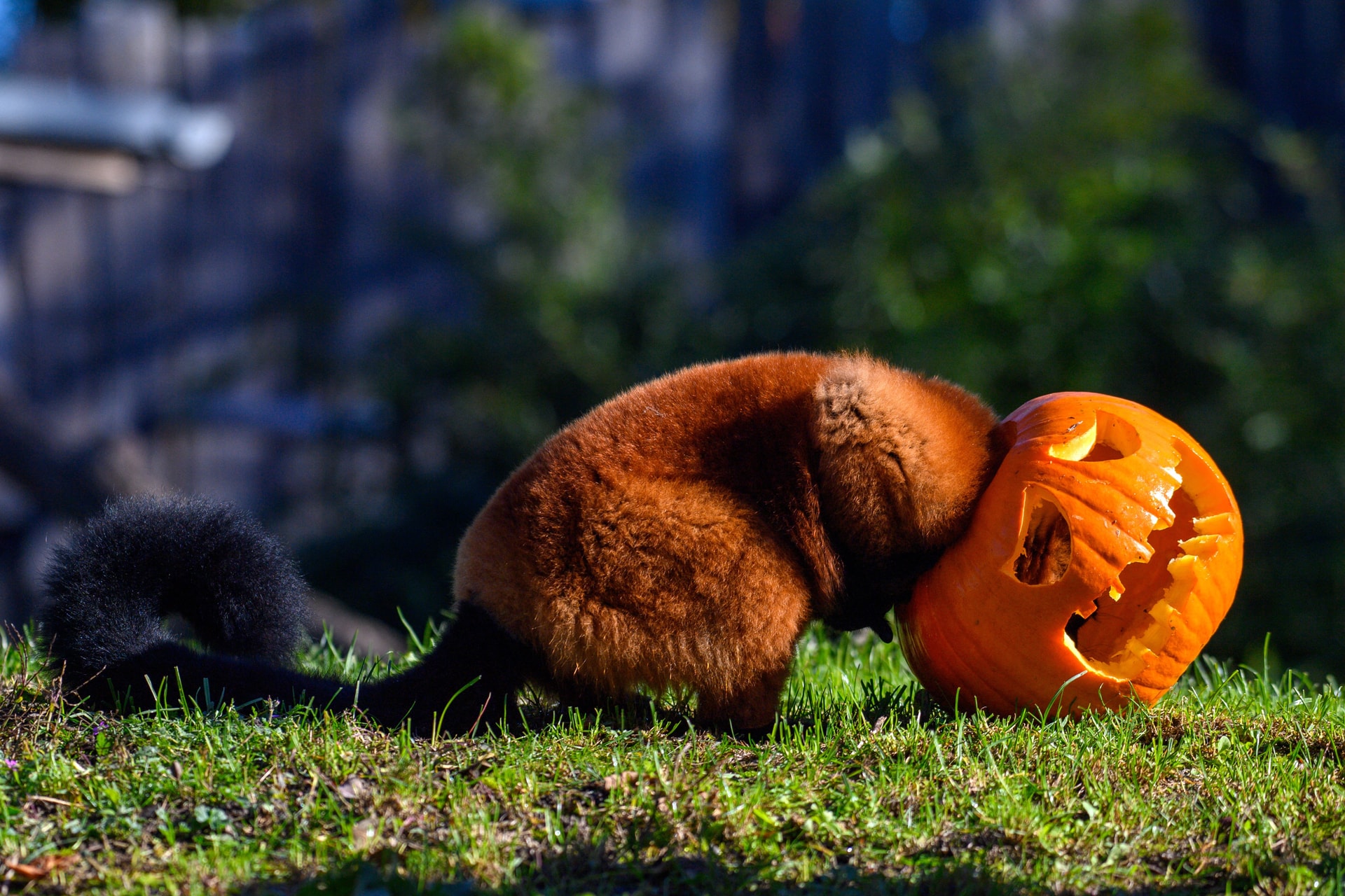 Miért ne dobjuk el az erdőben a dísztököt halloween után?