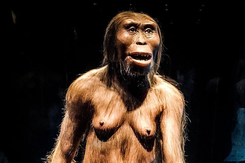 Az ötvenéves fosszília, amely megváltoztatta az emberi evolúcióról alkotott képünket