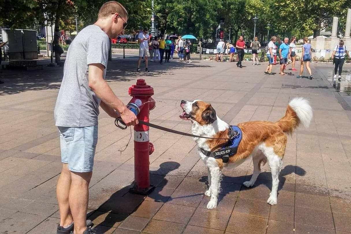 Képes lesz-e valaha beszélni a kutya?