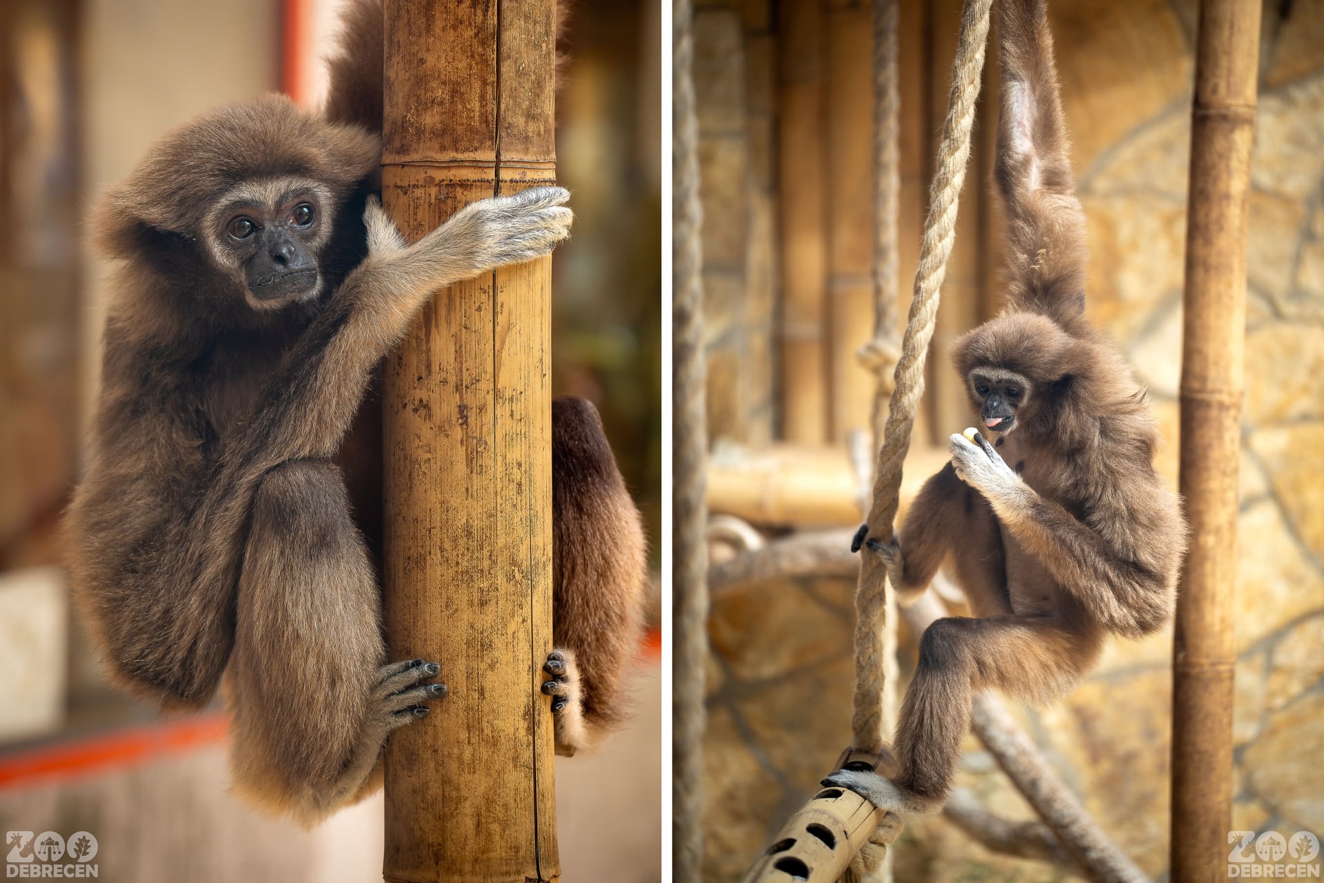 A fehérkezű gibbon párja egyenesen Svédországból érkezett