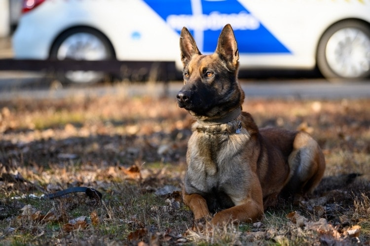 Kutyakiválasztás lesz a rendőrségen
