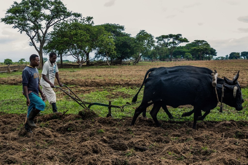 Zimbabwe először fizet kártérítést fehér farmereknek