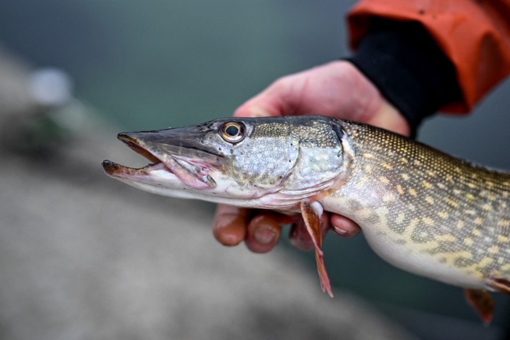 Megoldódott a kék színű csuka rejtélye