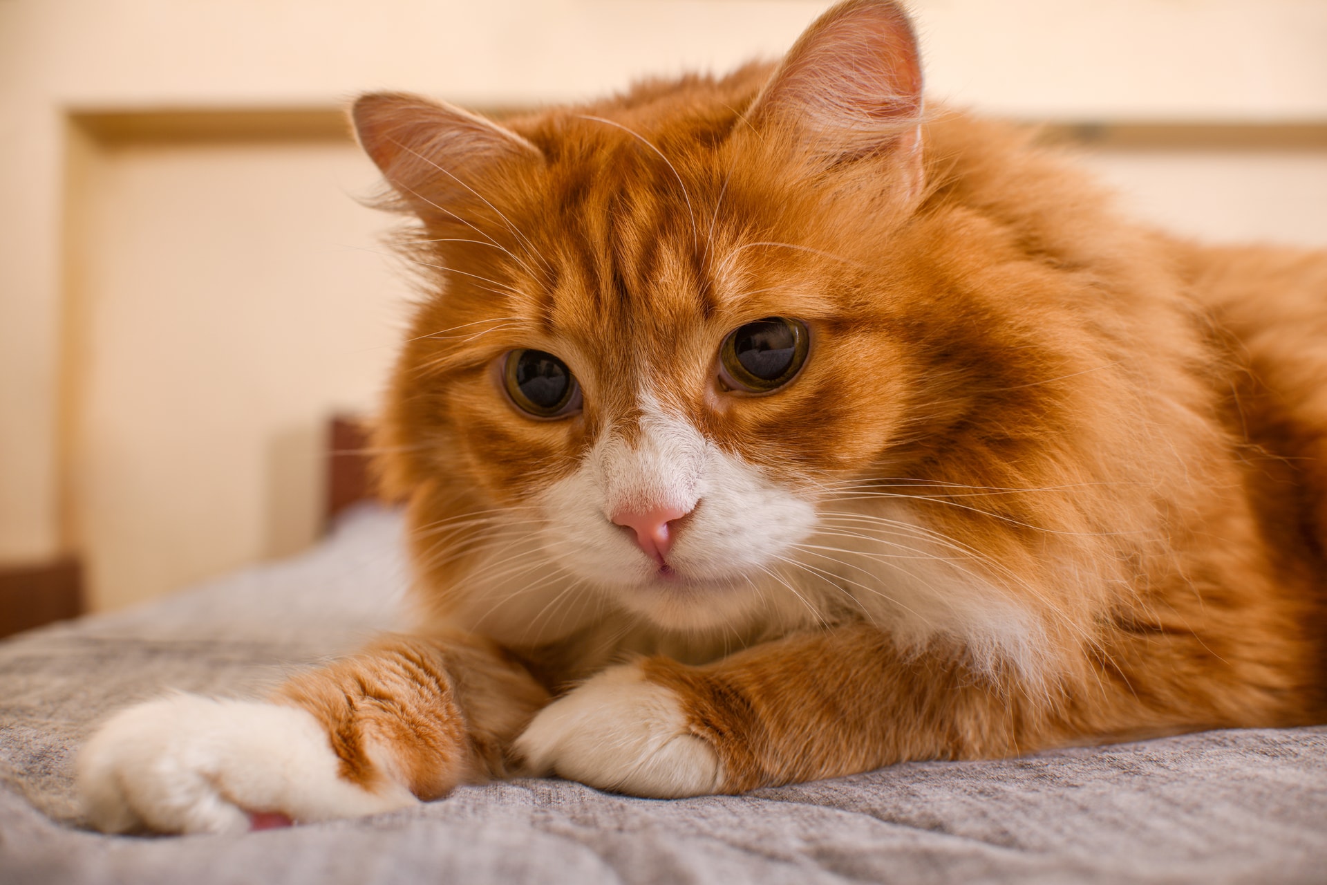 Miért piszkálják a macskák a gazdáikat, amikor telefonon beszélnek vagy dolgoznak?