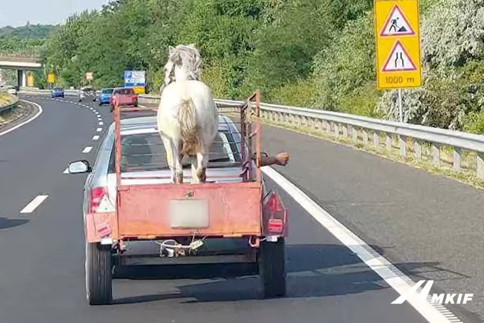 Így nem volna szabad állatot szállítani + VIDEÓ