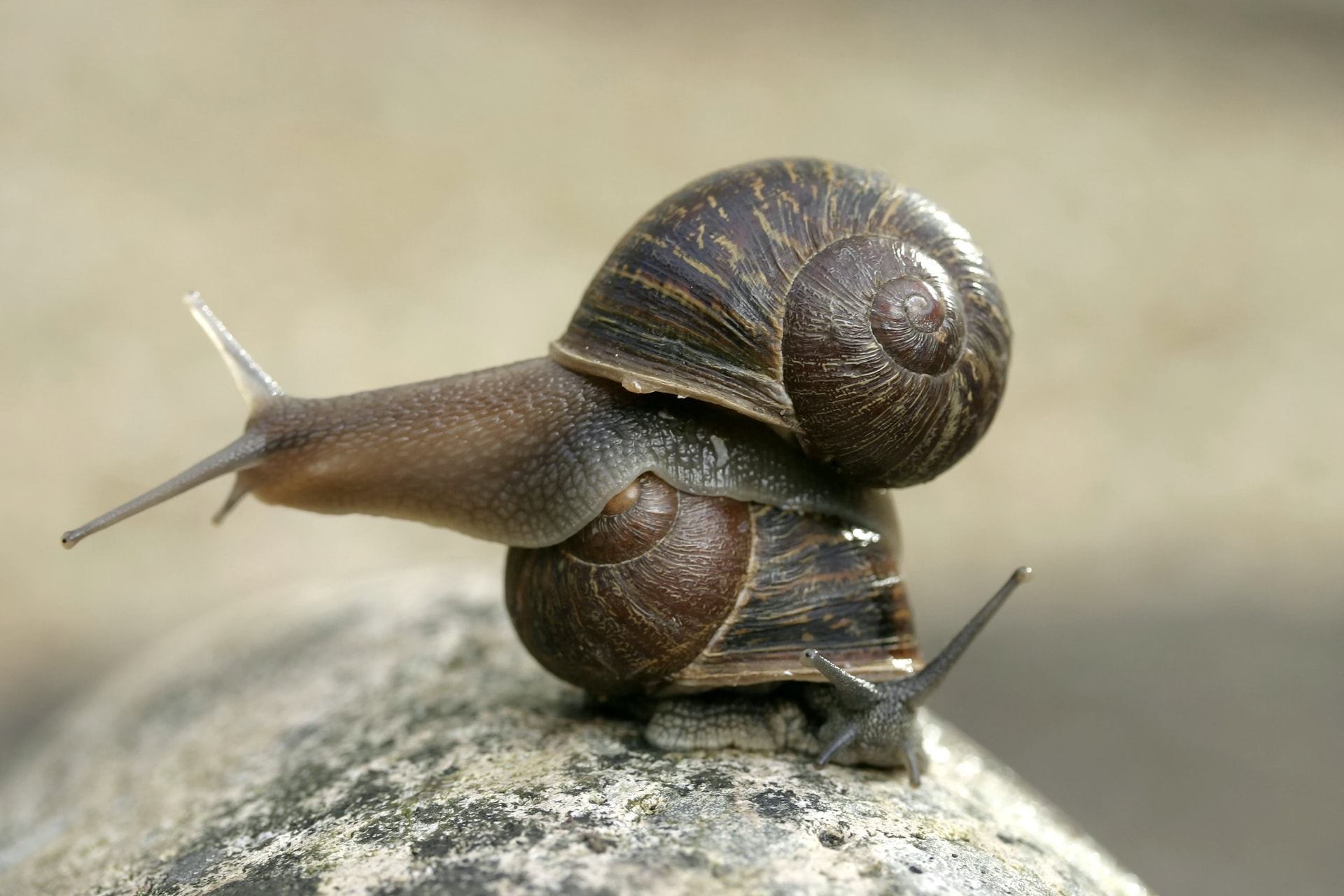 Új-Zélandon egy furcsa csigának keresnek egy párt