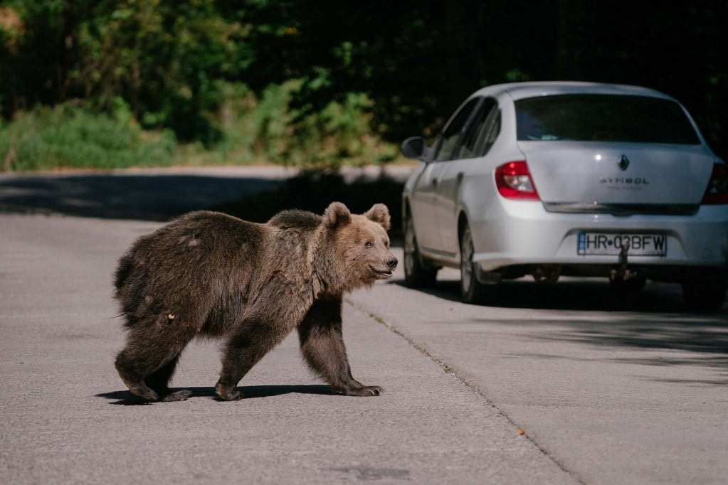Lelövik az utcára tévedő medvéket
