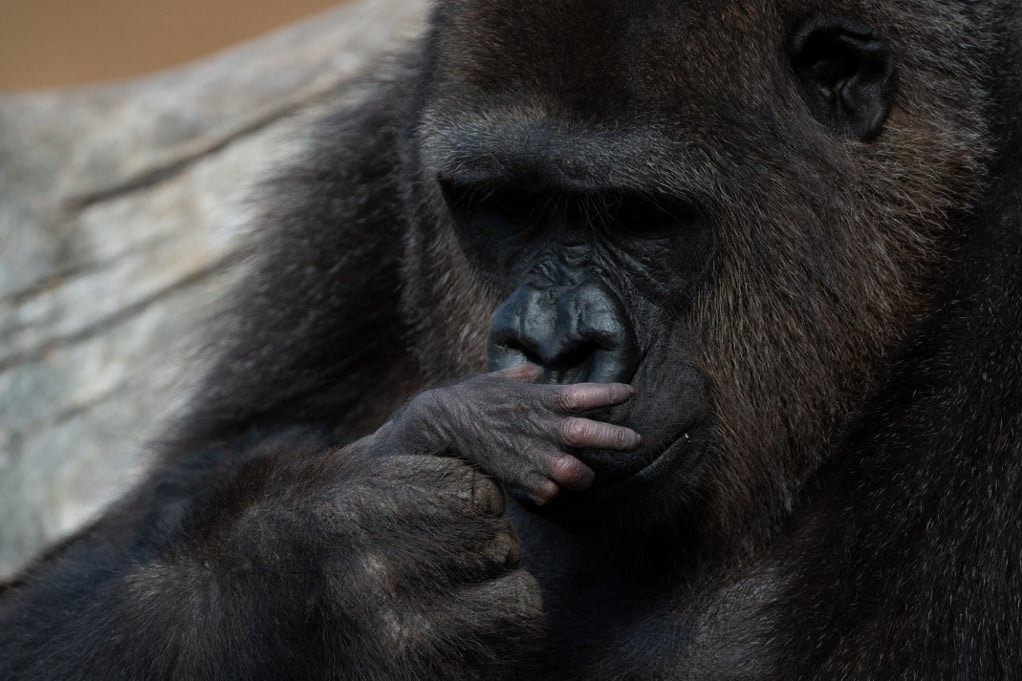 Mit mond a gorilla?