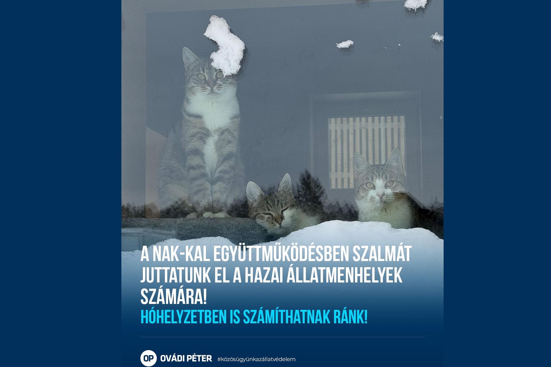 Szalmával segítenek a gazdák a hidegben