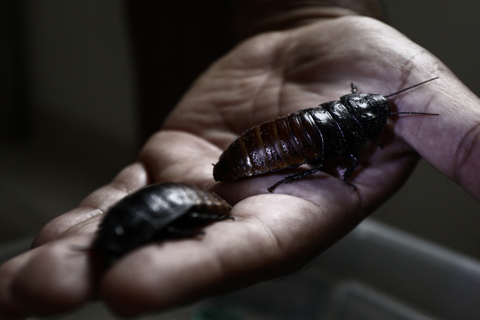 A szerelmes japán csótányok leharapják egymás szárnyait