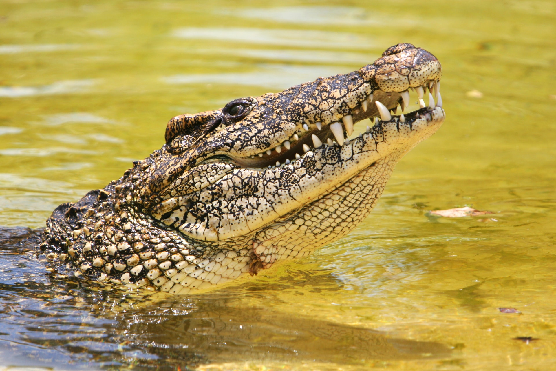 Egy krokodil ölte meg az elefántok elől menekülő halászt